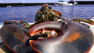 Now Women Are Catching Just as Many Delicious Lobsters as Men